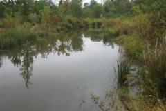 Wetland and Surface Water Management